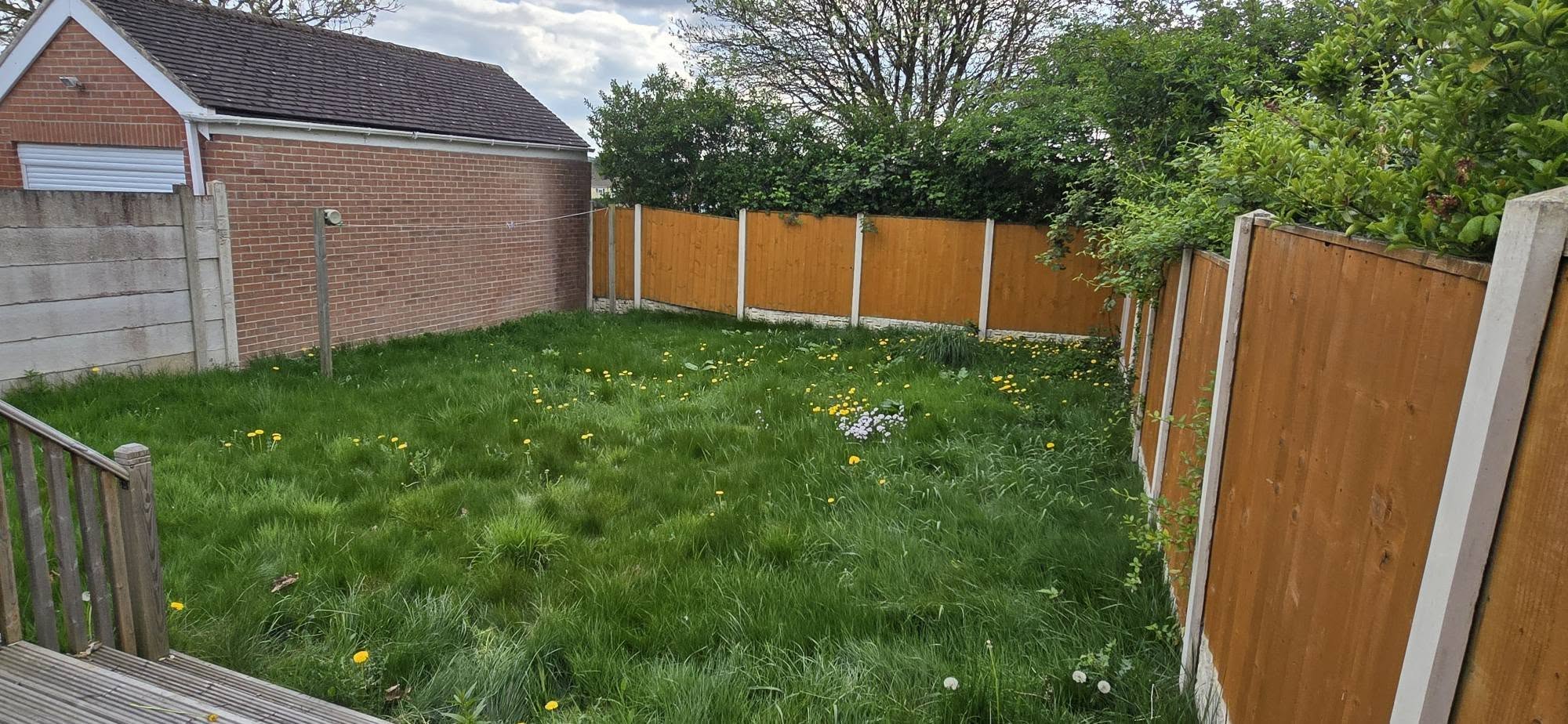 Before lawn maintenance - overgrown weedy lawn