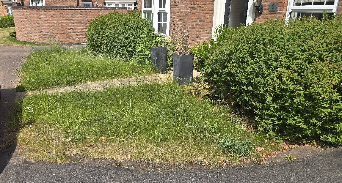 Before front garden maintenance - overgrown untidy lawn